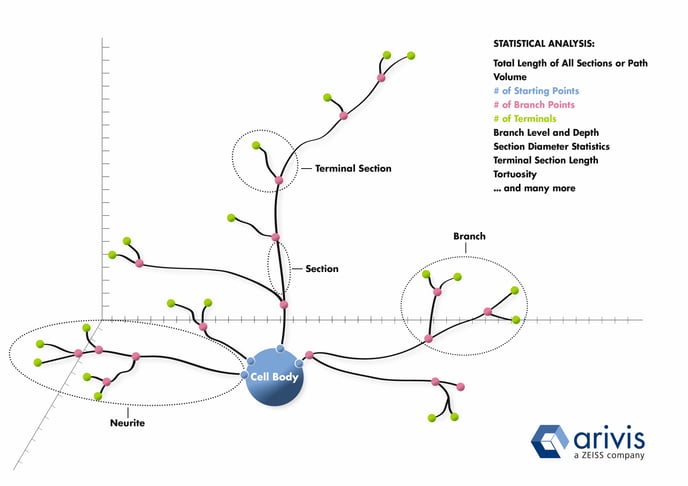 info-graphic-neuron-vision4d-final